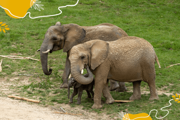Journée mondiale des éléphants : protégeons ces géants de la biodiversité !