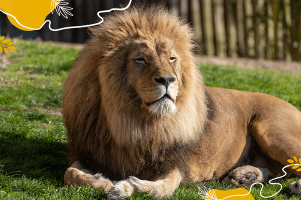 Journée mondiale du lion : un roi de la savane à protéger