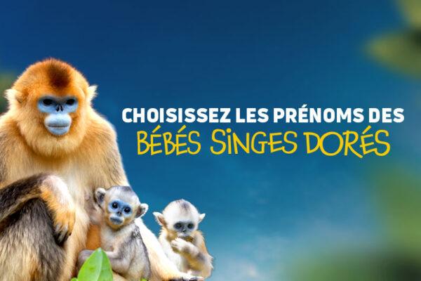 Jeu-concours : choisissez les prénoms des bébés singes dorés !