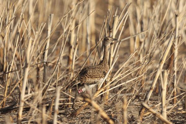 13 outardes canepetières réintroduites en Indre-et-Loire pour sauver l’espèce