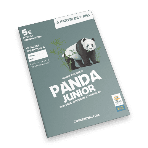 Panda Junior